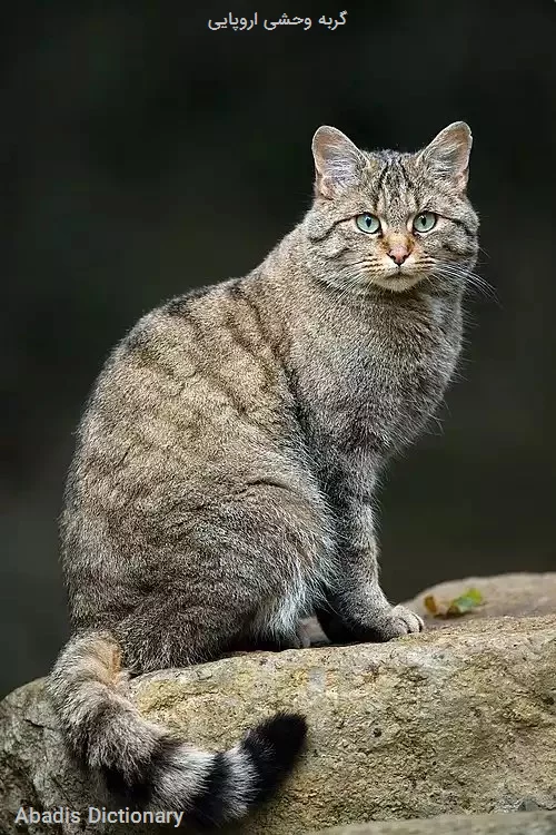 گربه وحشی اروپایی